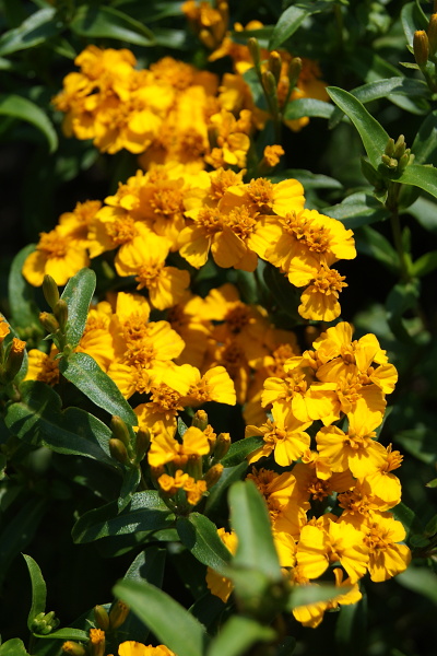 Tagetes Lucida, aksamietnica mexická, mexický estrgón, semená bylinik a kvetov,